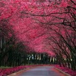 cherry blossom 20